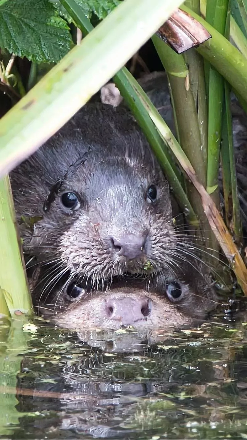 Two otters peeking out from the reeds by the water at Billing Aquadrome.