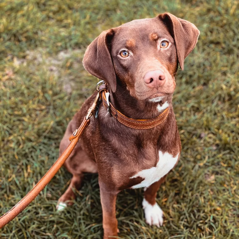 Dog walking at Clifford Hill 