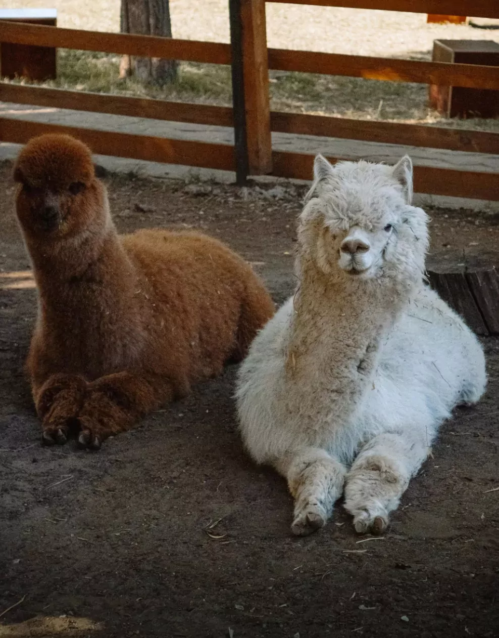 Two alpacas resting on the ground inside an animal enclosure at Billing Aquadrome