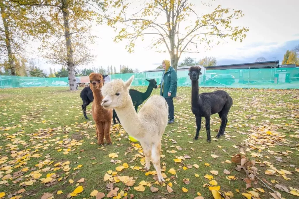 Visitors meeting and interacting with friendly alpacas during a family animal experience activity outdoors at Billing Aquadrome