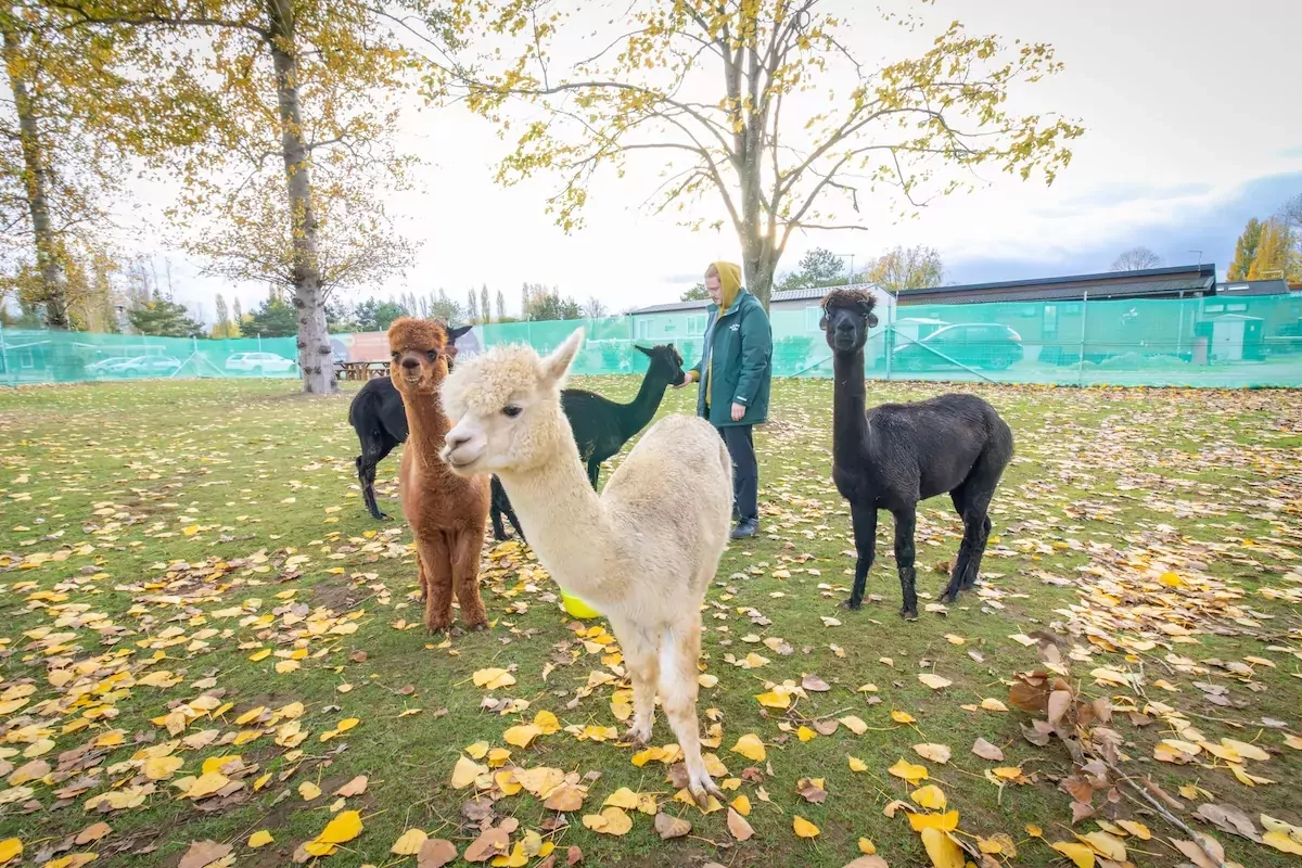 Visitors meeting and interacting with friendly alpacas during a family animal experience activity outdoors at Billing Aquadrome