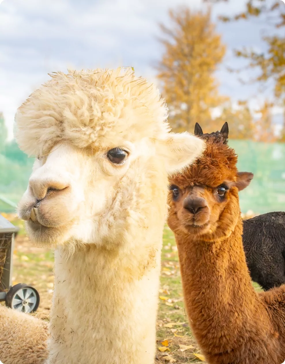 Close up of friendly alpacas at a petting farm experience with autumn trees in the background Billing Aquadrome