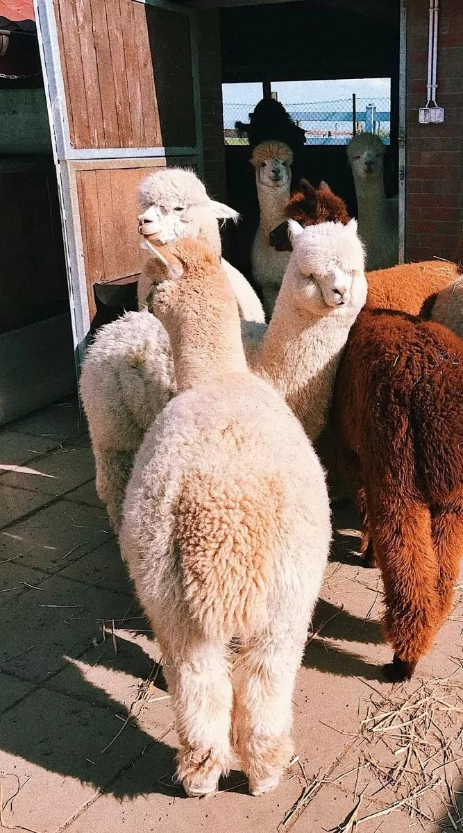 A group of fluffy alpacas standing together near a wooden shelter at Billing Aquadrome, perfect for animal lovers to visit.