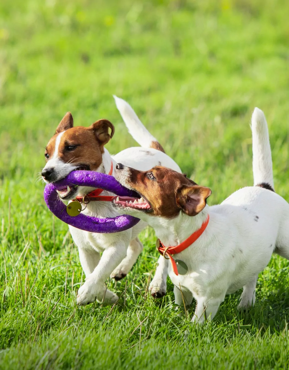 Two playful dogs running together during the dog agility course at Billing Aquadrome.