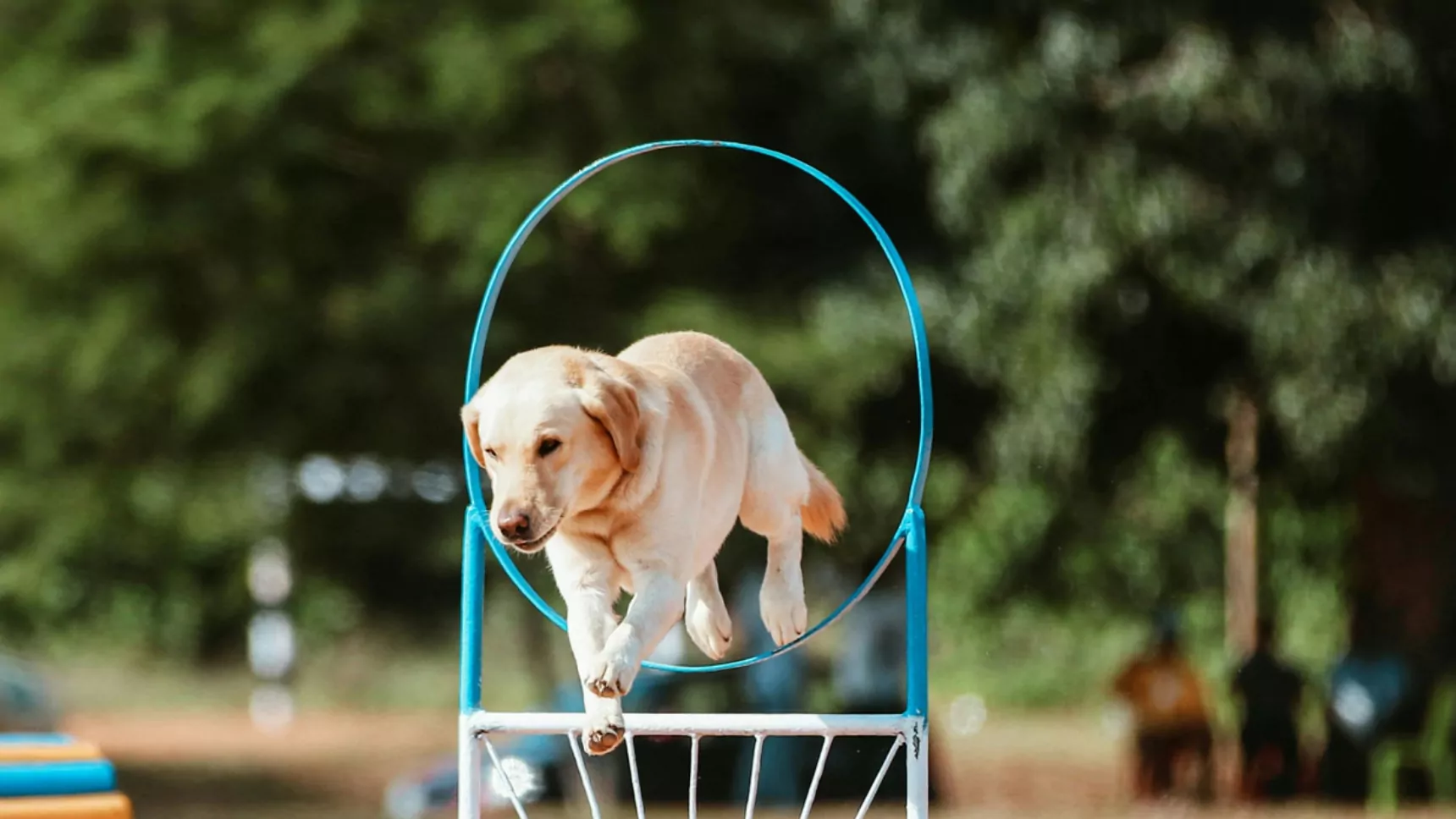 A Labrador retriever mid-air as it jumps through a blue agility hoop during an outdoor dog training or obstacle course event, with a blurred green background.