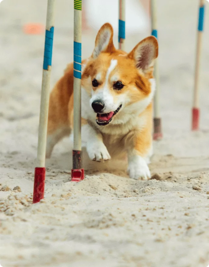 A cheerful Corgi weaving through agility poles on a sandy course, its tongue out and ears perked up as it enjoys the challenge.