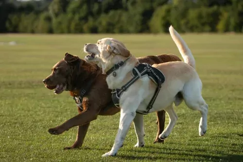 Two dogs running and playing together on a grassy open field during a dog-friendly holiday stay at Hayling Island.