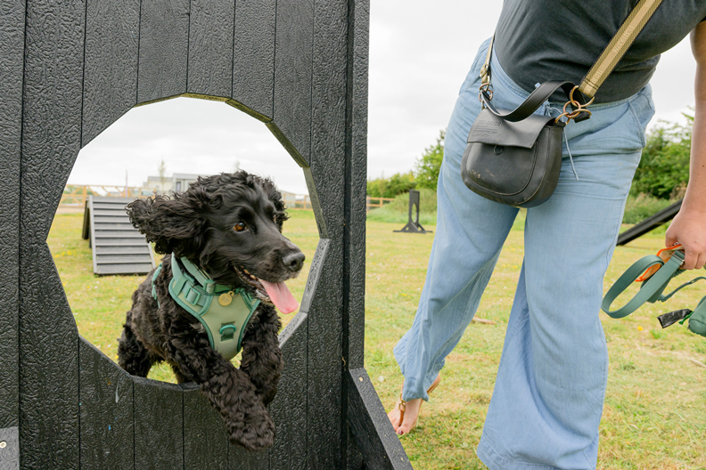 Facilities Dog Agility Course at Billing Aquadrome
