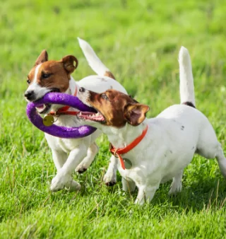 Image of two dogs playing during their dog friendly caravan holiday at Hayling Island