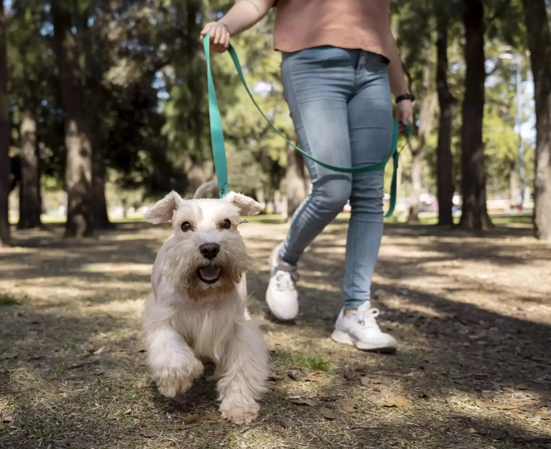 A small, fluffy white dog with a happy expression running towards the camera on a leash, with a person's legs and trees blurred in the background, Hayling Island.
