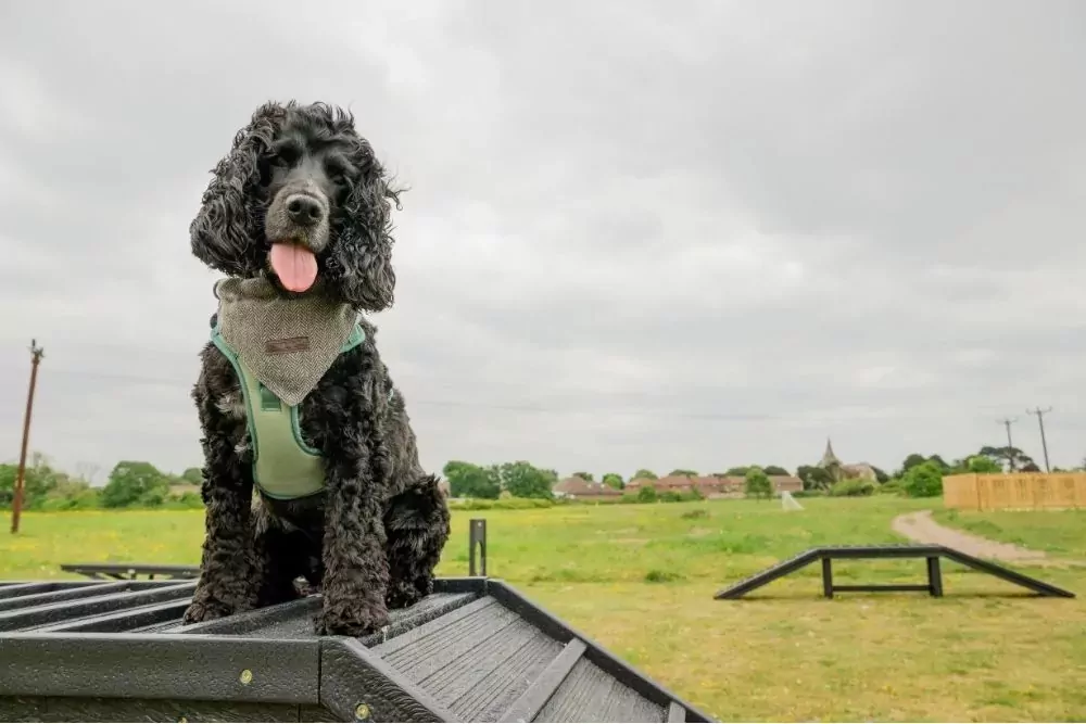 A black Cocker Spaniel dog wearing a green harness and bandana, sitting attentively on top of a dog agility obstacle in an open field under a cloudy sky, Hayling Island.