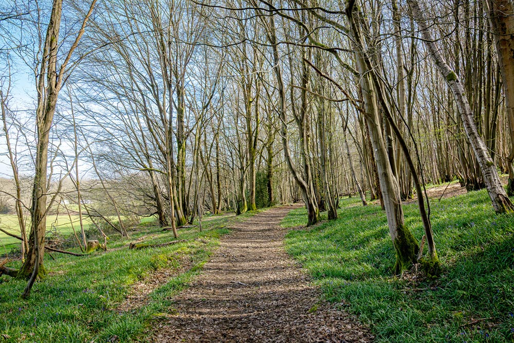 A wide dirt path winding through a mature bluebell wood during a scenic walk at Henfold Lakes.