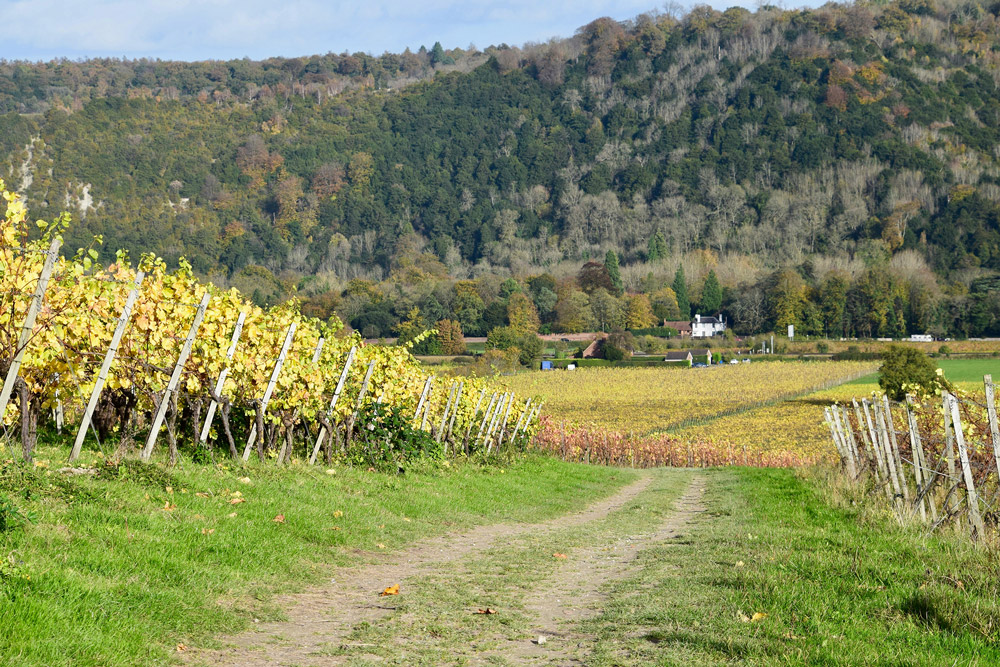 Rows of grapevines on the rolling hills of Denbies Wine Estate, a popular attraction near Henfold Lakes.