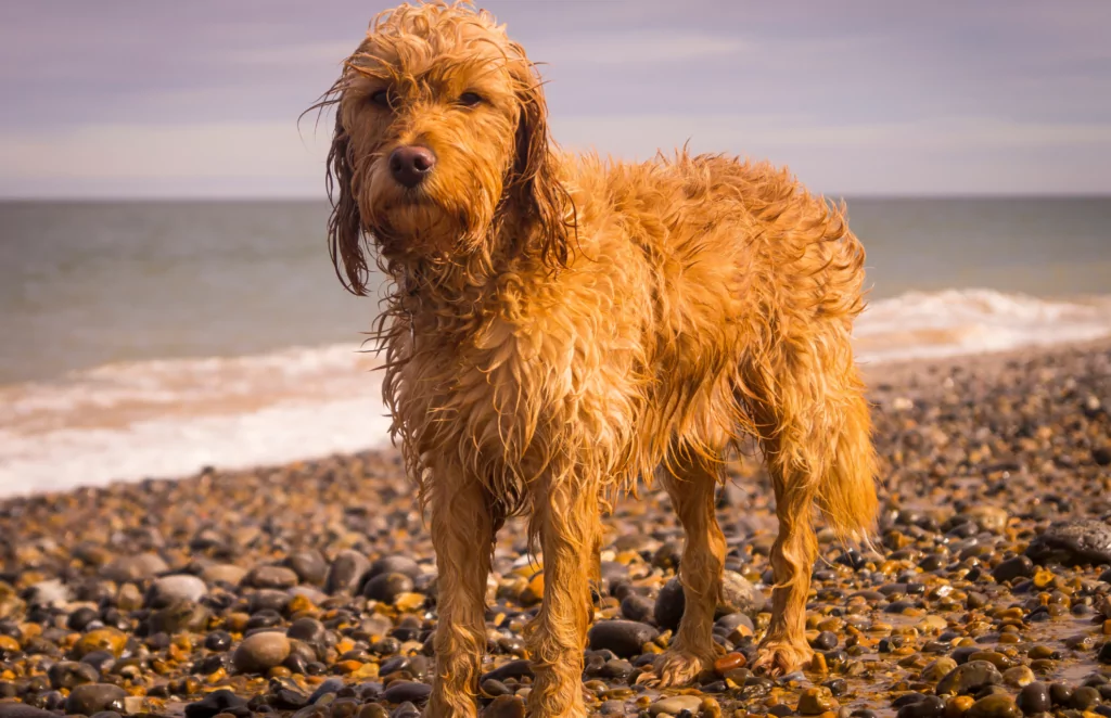Pebble beach at Hayling Island during a dog friendly holiday in Hampshire
