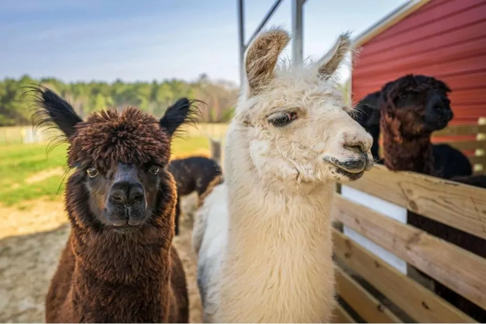 Two friendly alpacas looking at the camera in an outdoor animal encounter area at Meadow Bay Villages.