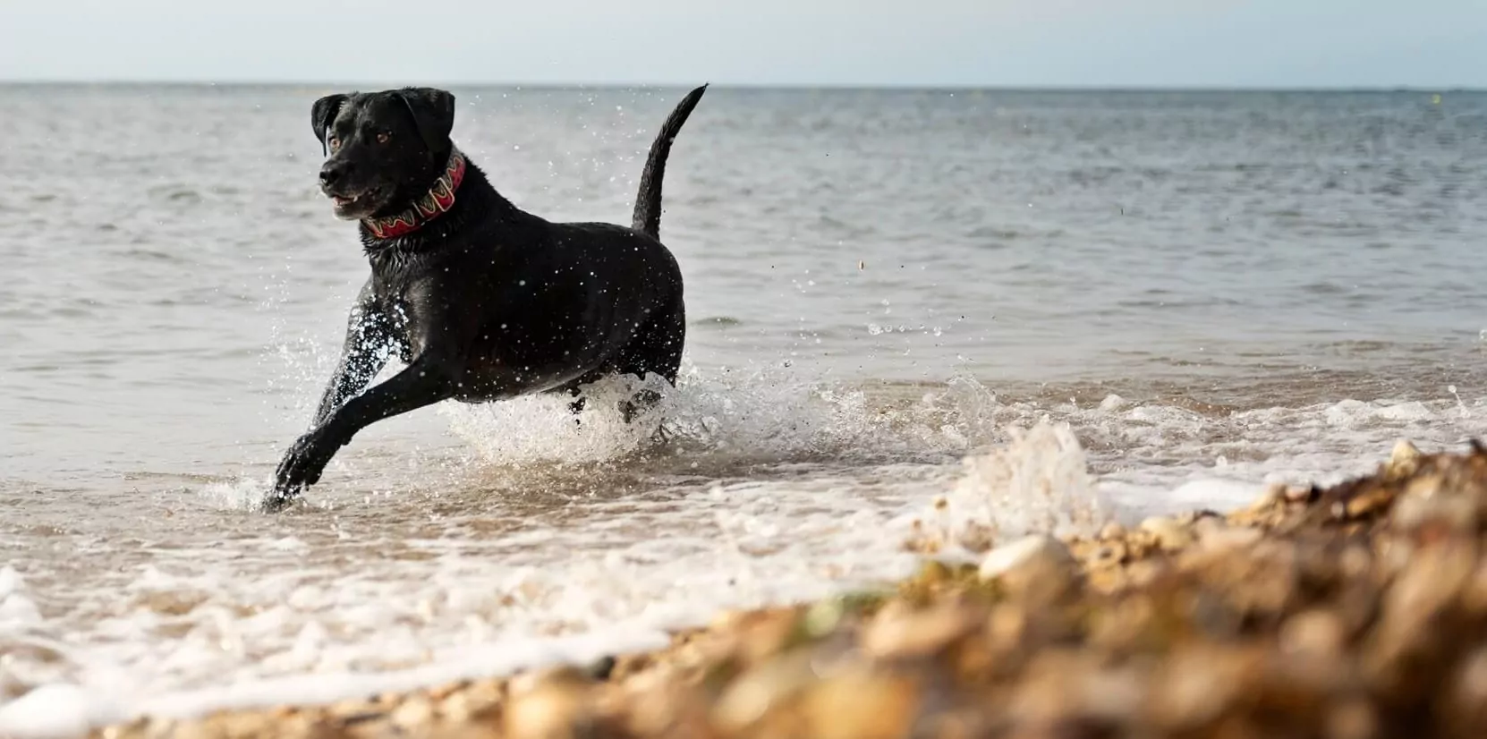 Black Labrador splashing through shallow waves on a beach, enjoying the water