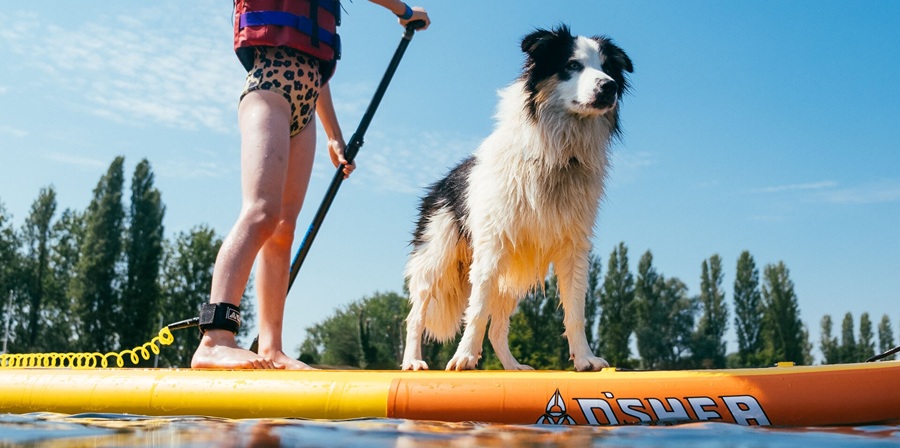 Border collie standing confidently on a paddleboard next to its owner on a sunny lake, showcasing adventurous, dog-friendly water sports at Meadow Bay Villages.