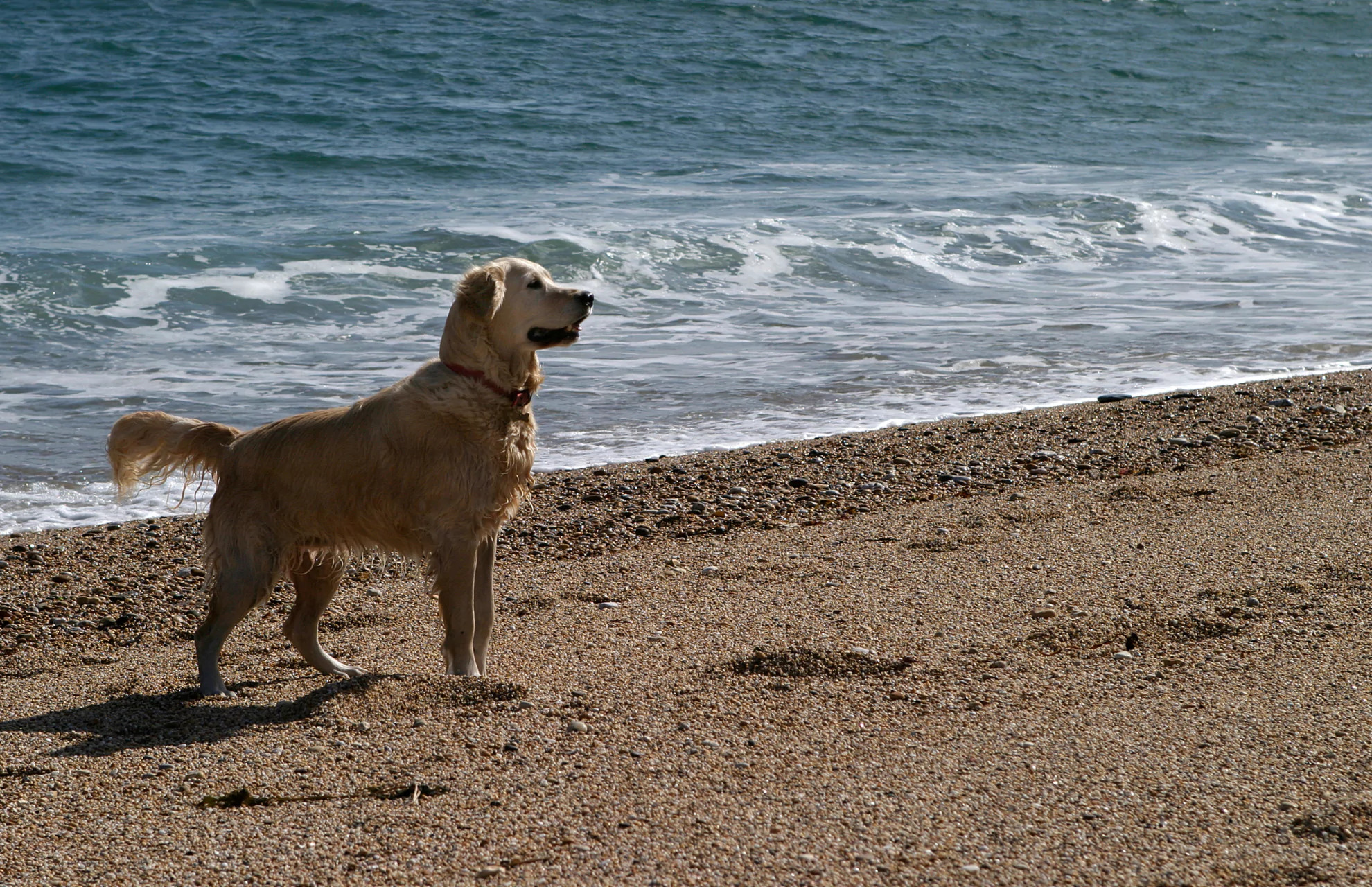 Golden retriever standing on a pebbled beach looking out at the sea, with gentle waves rolling in behind on a bright day.
