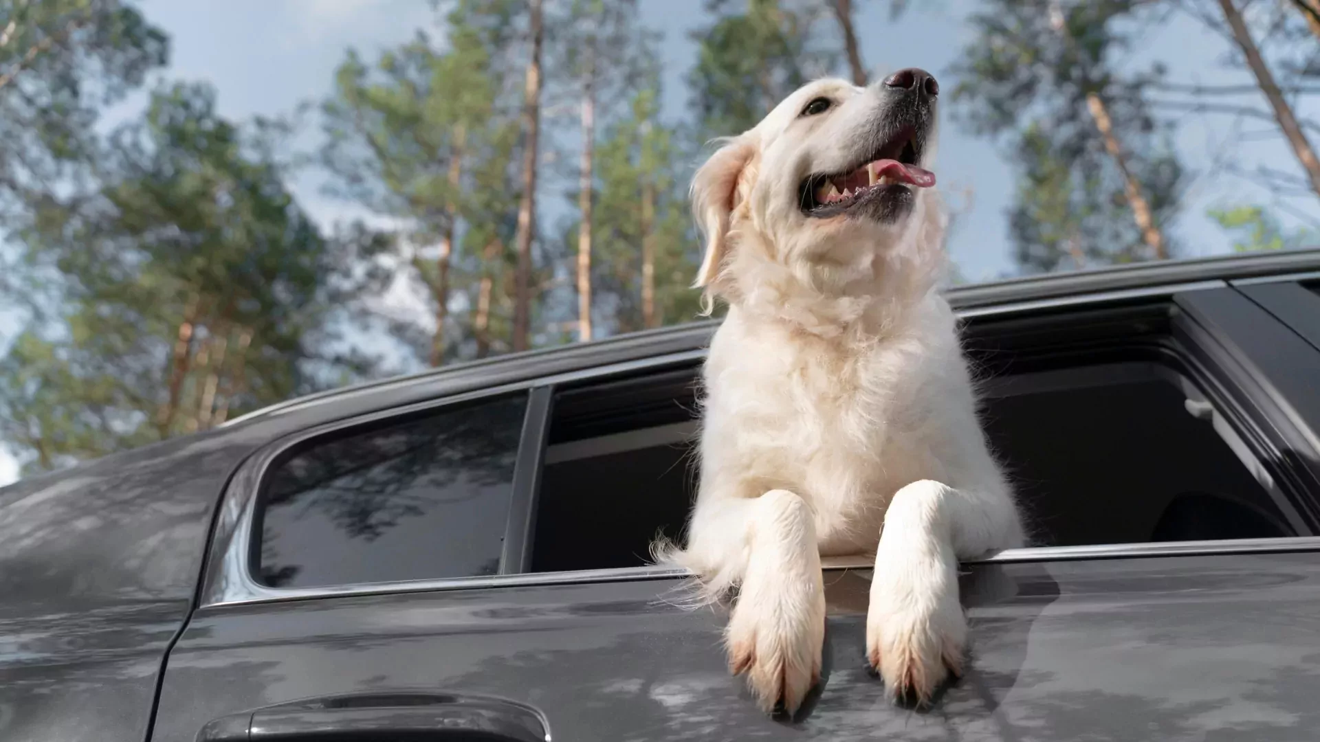 Happy golden retriever with head out of car window on the way to a pet-friendly holiday at Meadow Bay Villages