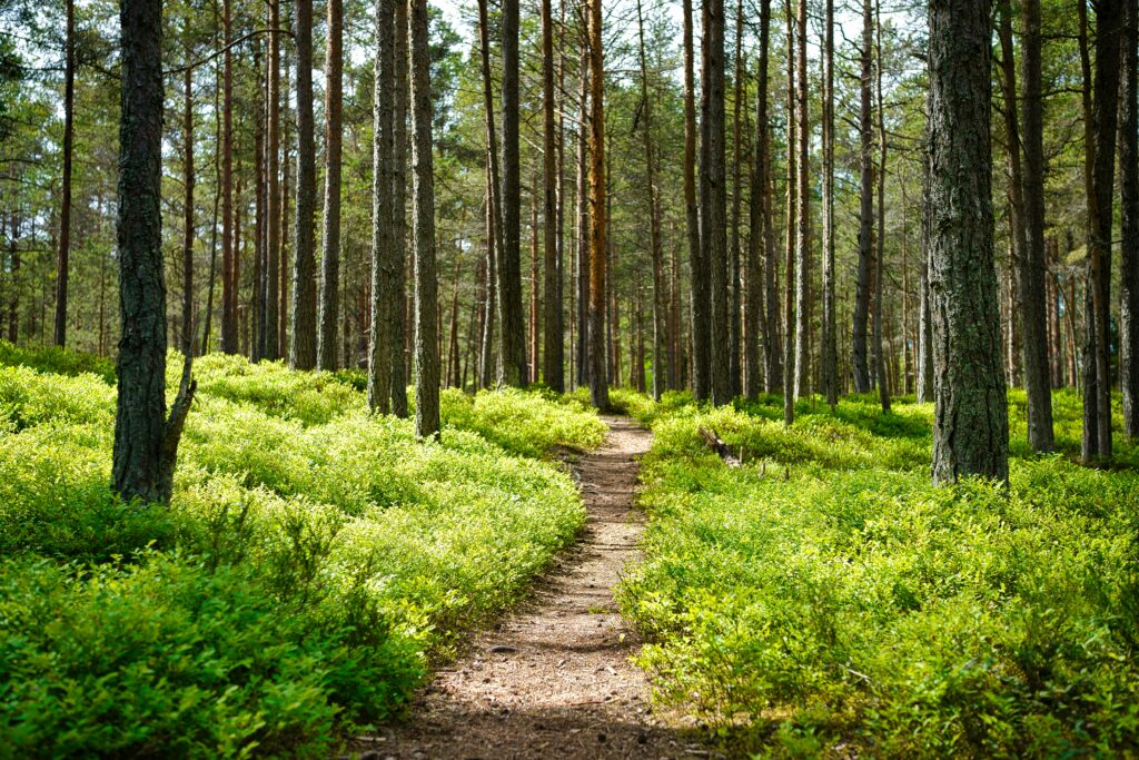UK Woodland Nature Reserve