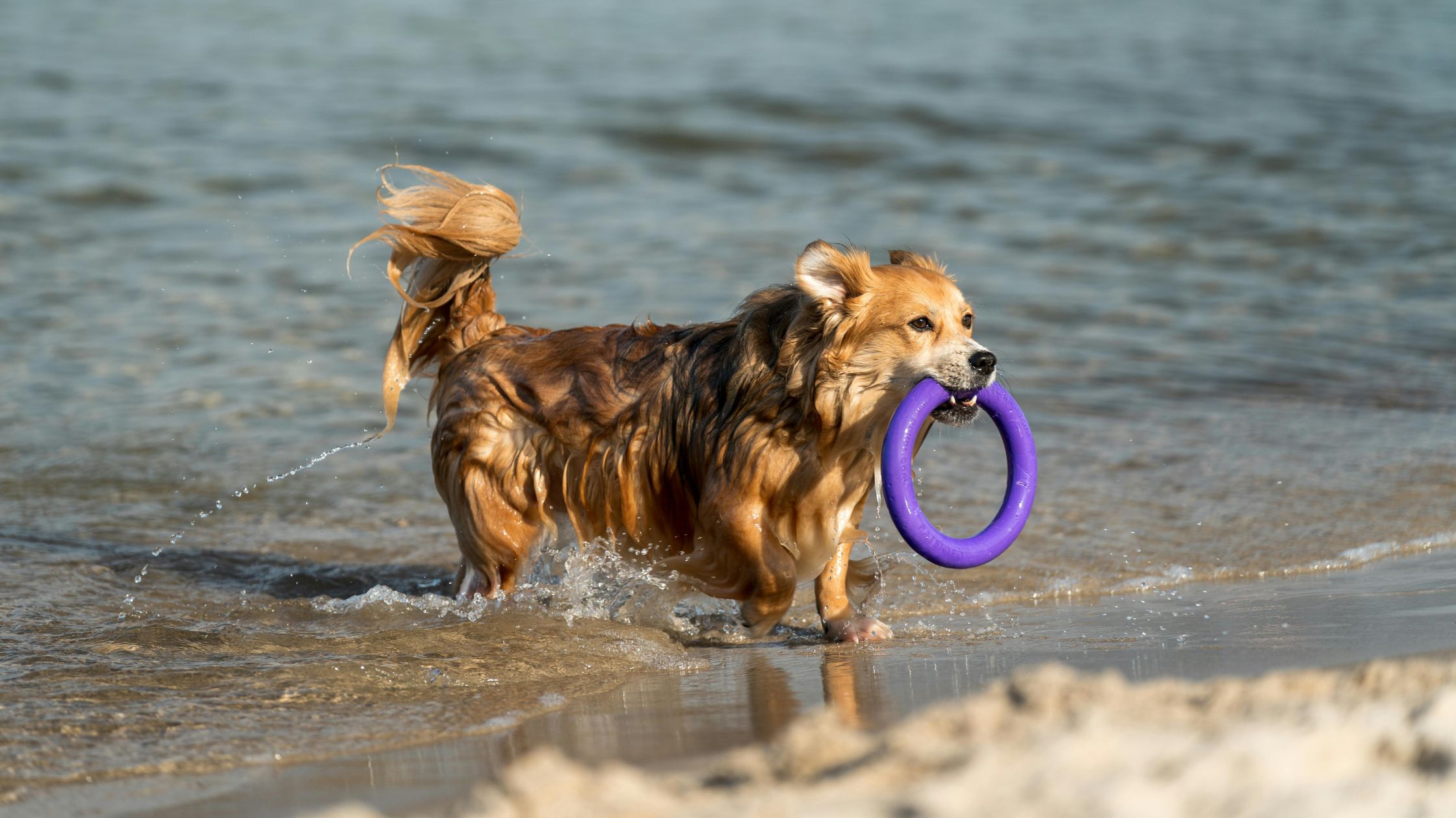 Dog On Hayling Island Beach