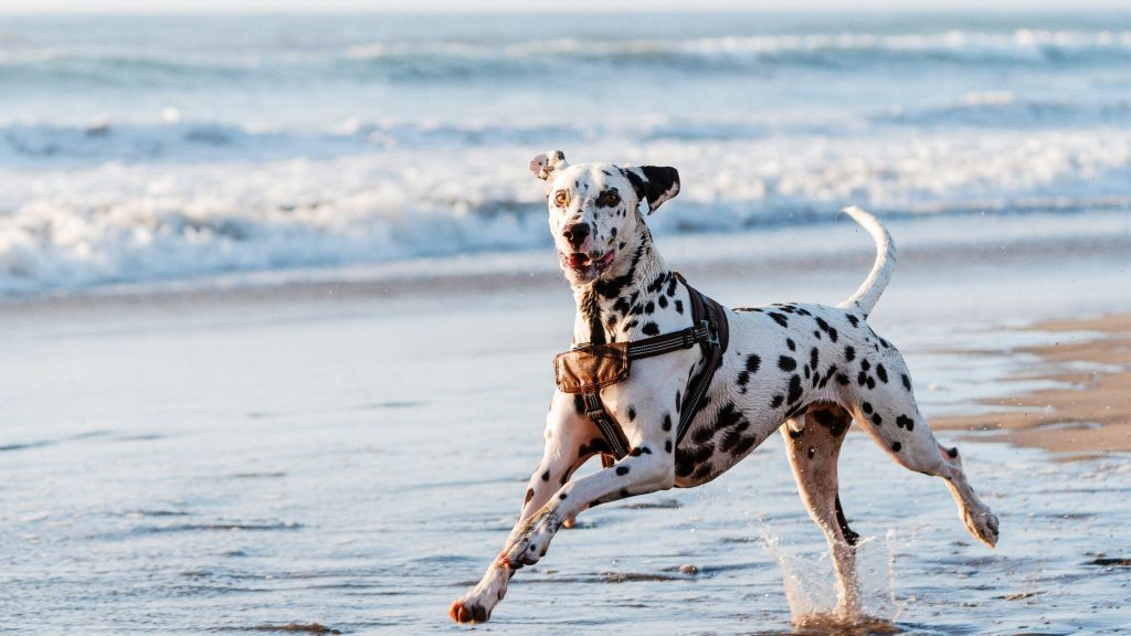 Dog enjoying a beach break