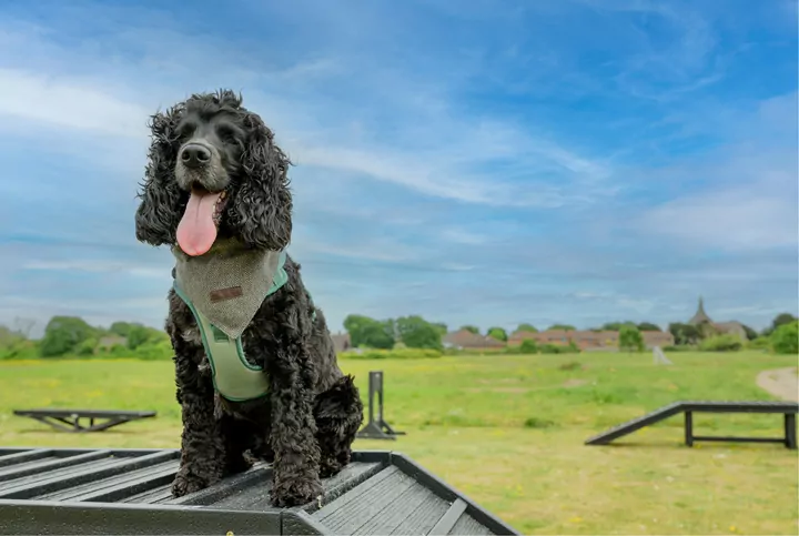Happy dog enjoying the outdoor pet-friendly facilities and agility course at Meadow Bay Villages.