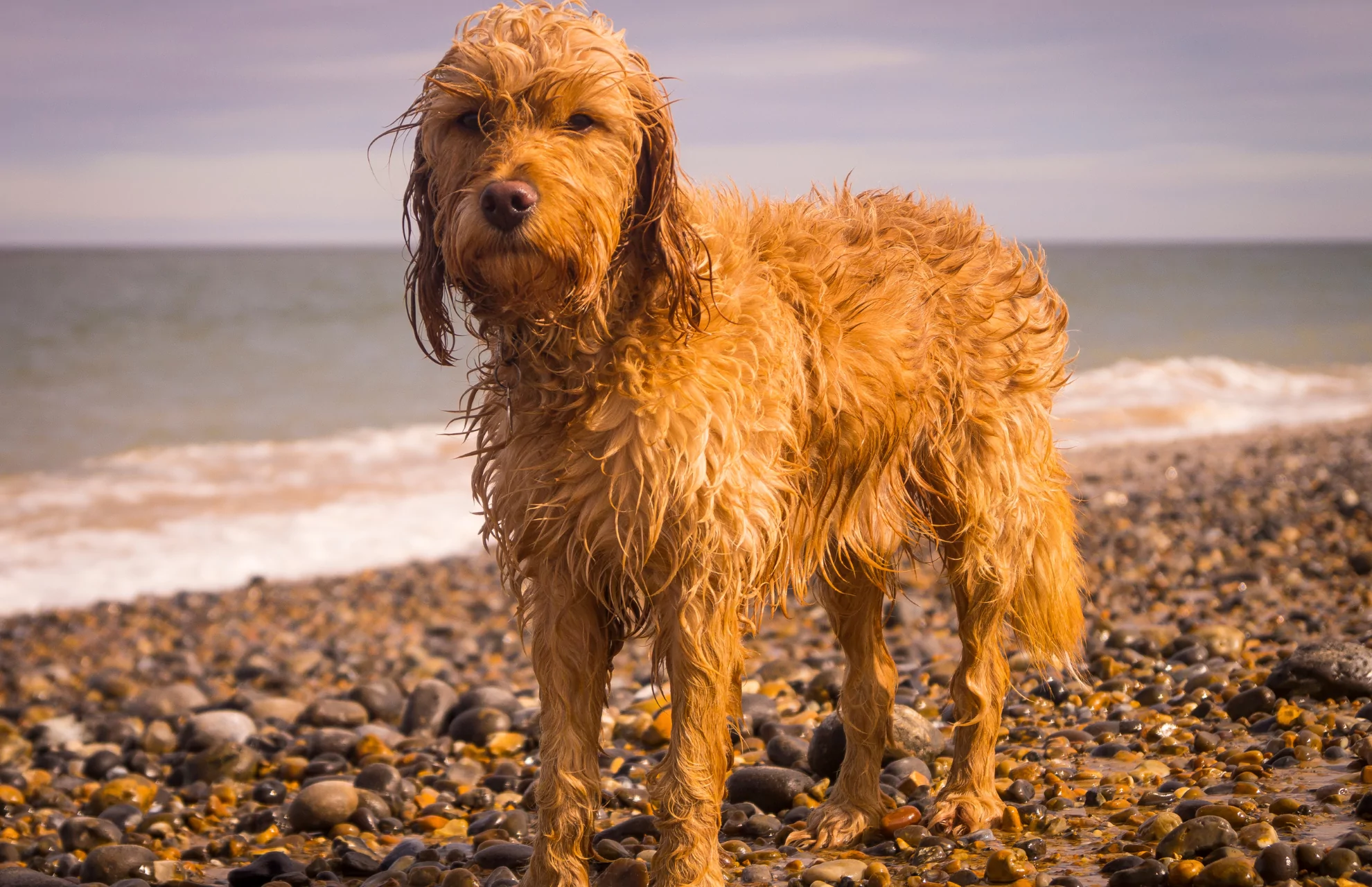 Pebble beach at Hayling Island during a dog friendly holiday in Hampshire