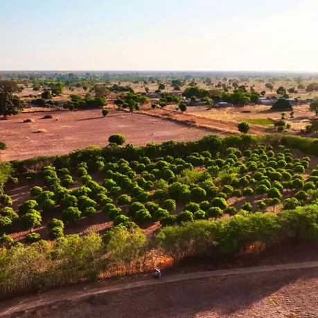 Aerial view of a rural landscape with organized rows of green trees planted in dry, arid soil, surrounded by sparse vegetation and distant homes.
