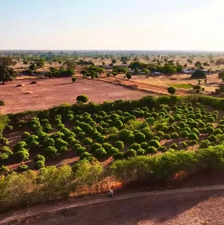 Aerial view of sustainable agroforestry farming landscape in Senegal with rows of thriving green trees and dry terrain beyond.