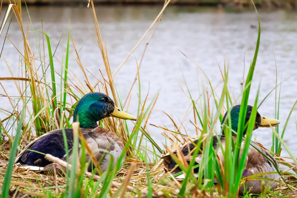 Two Ducks Peacfully Sitting On the Edge of the Lake