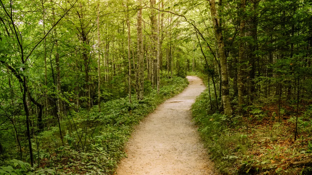 Salcey Forest