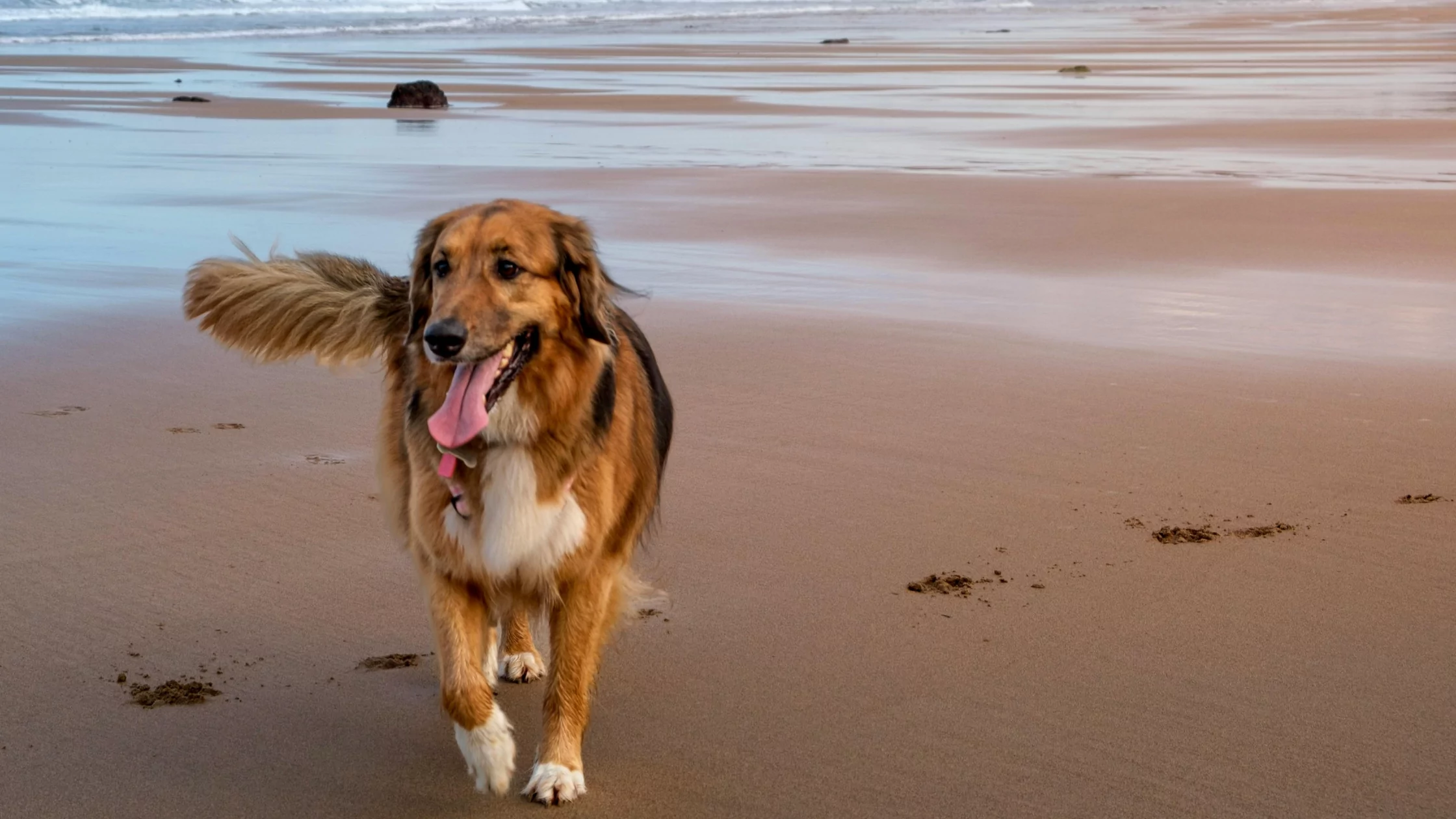 Dog Friendly Beach on Hayling Island